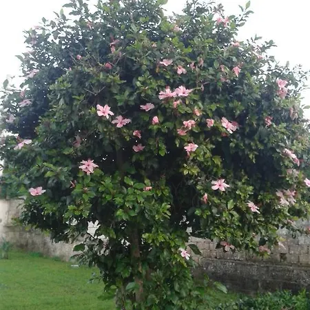 La Casa Delle Farfalle Bed & Breakfast *
