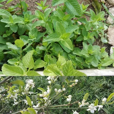 La Casa Delle Farfalle
