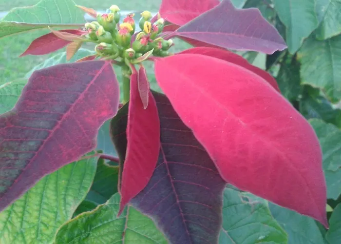 La Casa Delle Farfalle Bed and breakfast *