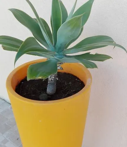 La Casa Delle Farfalle