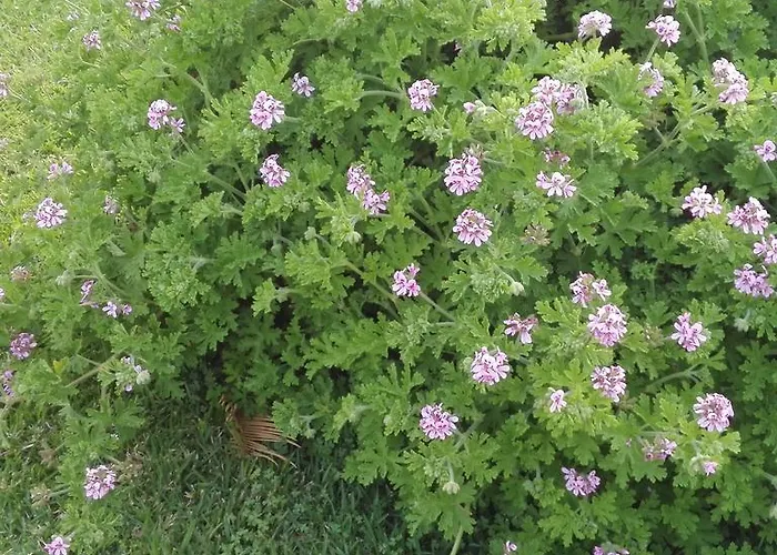 La Casa Delle Farfalle Bed and breakfast *