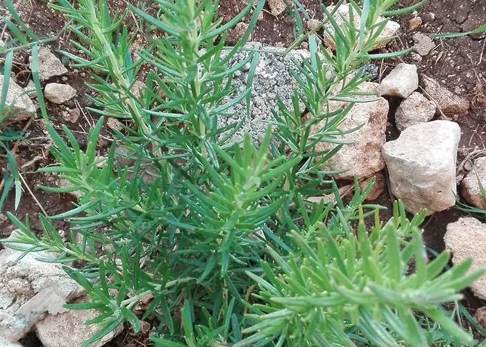 Bed and breakfast La Casa Delle Farfalle *