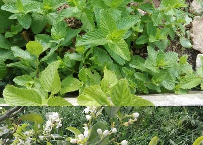 La Casa Delle Farfalle