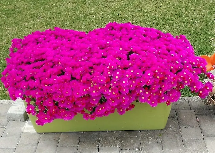 La Casa Delle Farfalle * Syracuse