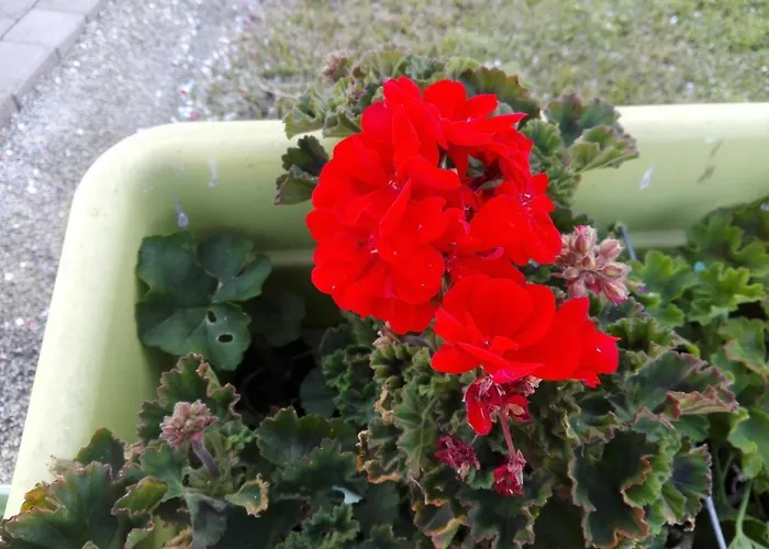 Bed and breakfast La Casa Delle Farfalle *